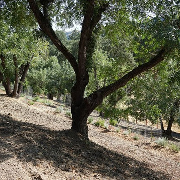 Danville 2 acre Food Forest!