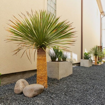 Xeriscape