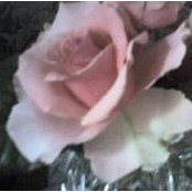 Vesna Obradovic's photo