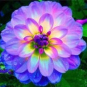 Rose Beaulieus foto