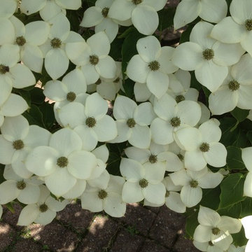 Spring Beauty