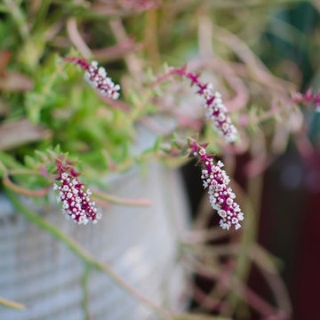 Container Plantings