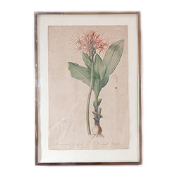 Pierre-Joseph Redoute Botanical Illustration - Drawings And Illustrations