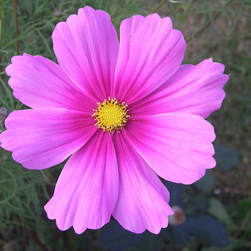 Cosmos rose