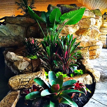 Tropical Accent Plants