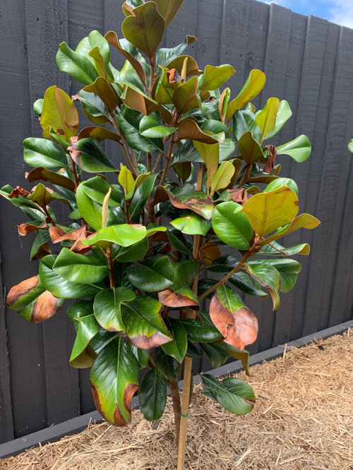 leaf problem with Teddy Bear Magnolia Houzz AU