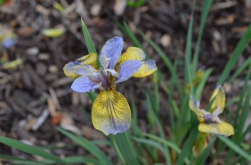Floreren rook Verlenen The Other Irises