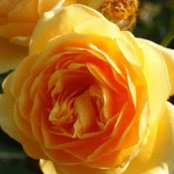 Anand Mehta's photo