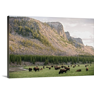 "Bison at Yellowstone" Wrapped Canvas Art Print, 30"x20"x1.5"