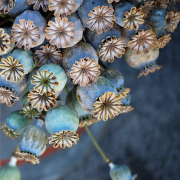G A R D E N - Cut flower farms + gardens