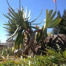 Succulents