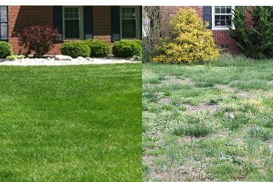 Transform a lawn Overtaken by Weeds