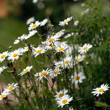 Terraced Garden