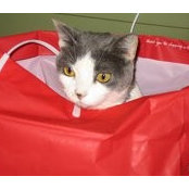 Kitty Jingles's photo