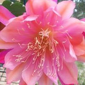 Lynne Beck's photo