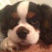 Debbie Shorr's photo