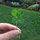 Ellen Kiell
