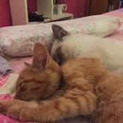 Susan Bonner's photo