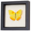 Real Framed Butterfly Clouded Sulphur