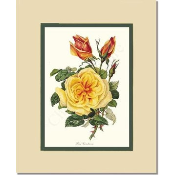 Vintage Botanical Rose Art Print: Constance