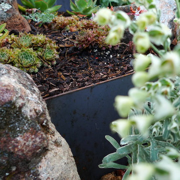 Piedmont front garden