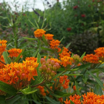 Low Maintenance Hummingbird Habitat