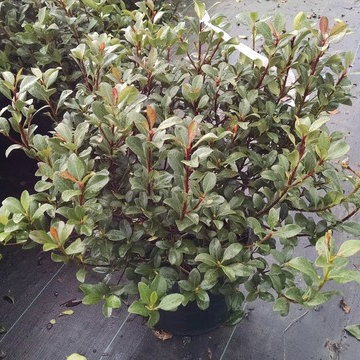 Shrubs
