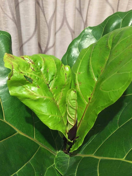 Help with fiddle leaf fig! Leaves are curling.