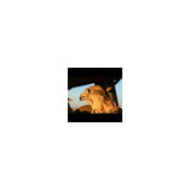 gyre falcon's photo
