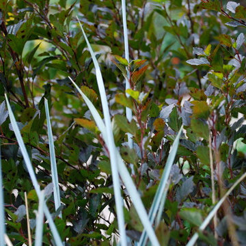 Little Devil Ninebark with Blue Dune Lyme Grass