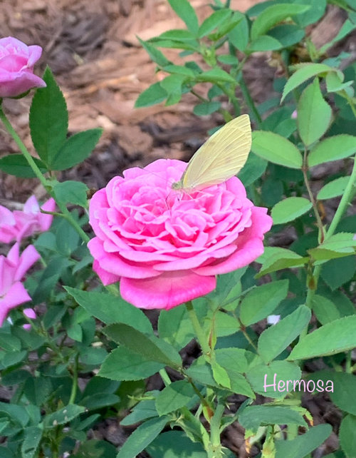 Roses that attract pollinators