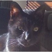 Kevin Powell's photo