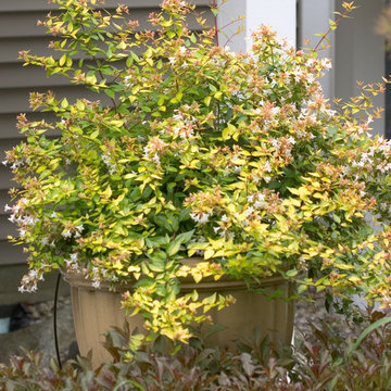 Bronze Anniversary™ Abelia (Abelia x grandiflora)