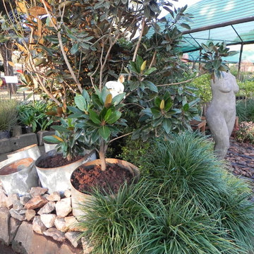 show garden - plantland cornwall hill 2015