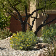 Tony's garden