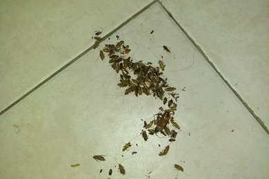 Cockroach Extermination in Altamonte Springs, FL