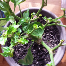 Overwintering Bell Pepper