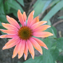 Echinacea from 'Sunrise' seed