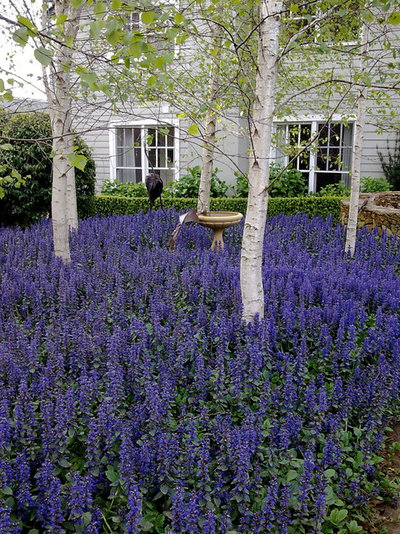 Traditional Garden by Arthur Lathouris Garden Designer