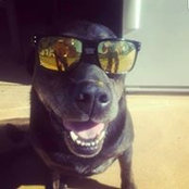 Luke Williams's photo