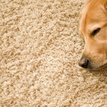 Littleton Carpet Cleaning