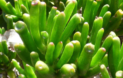 How to Grow Jade Plants That Look Like Shrek’s Ears