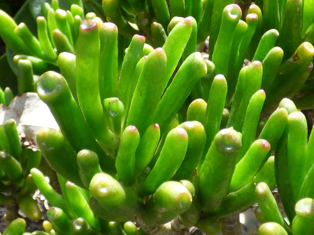 Crassula ovata (Jade plant)