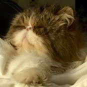 Carrie Lung's photo