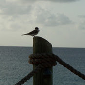 Anthony Carpenito's photo