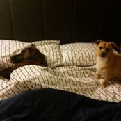 Damien Olson's photo
