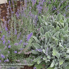 Companion Plant Inspiration