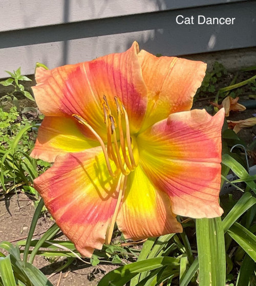 Oh my, more first blooms plus on Sunday