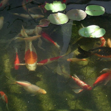 North Tustin Koi Pond