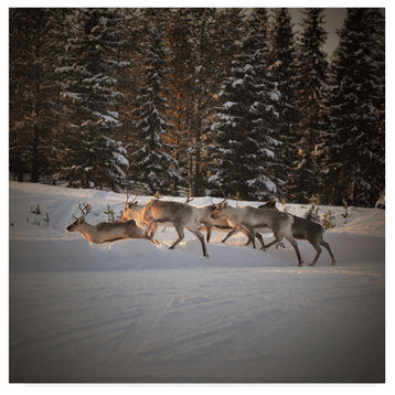 "Herd of Reindeer" by Christine Sainte-Laudy, Canvas Art